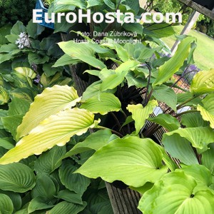 hosta Coastal Moonlight