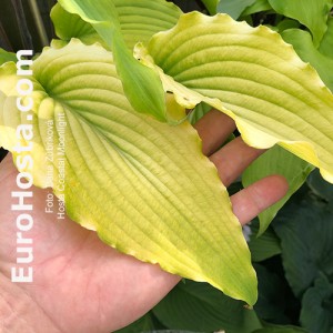 hosta Coastal Moonlight