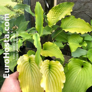 hosta Coastal Moonlight