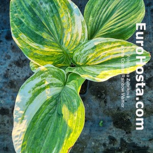 Hosta Coastal Rainbow Warrior