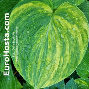 Hosta Coastal Rainbow Warrior