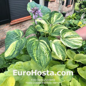 Hosta Coastal Rainbow Warrior