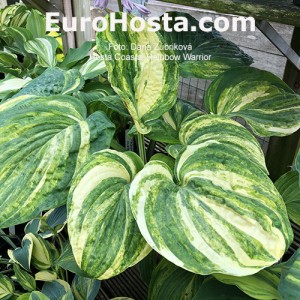 Hosta Coastal Rainbow Warrior