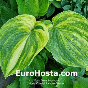 Hosta Coastal Rainbow Warrior