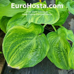 Hosta Coastal Rainbow Warrior