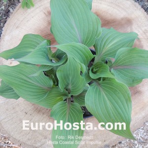 Hosta Coastal Solar Impulse