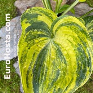 Hosta Coastal Tropical Fish