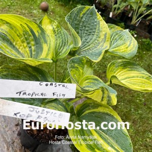 Hosta Coastal Tropical Fish