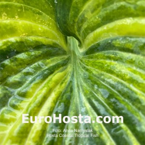 Hosta Coastal Tropical Fish