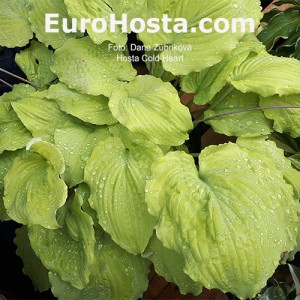 Hosta Cold Heart 