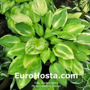 Hosta Collector's Banner