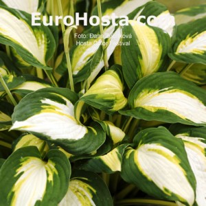 Hosta Color Festival - Eurohosta