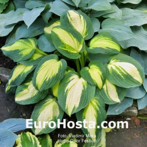 Hosta Color Festival - Eurohosta