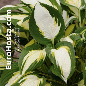 Hosta Color Festival - Eurohosta