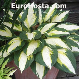 Hosta Color Festival - Eurohosta