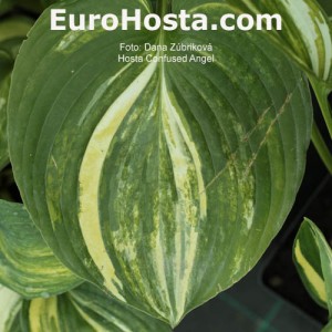 Hosta Confused Angel