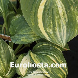 Hosta Confused Angel