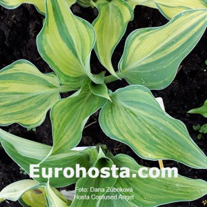 Hosta Confused Angel