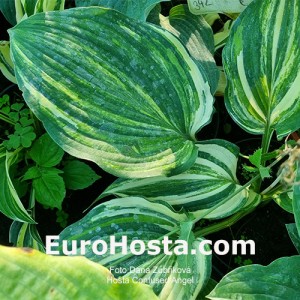 Hosta Confused Angel