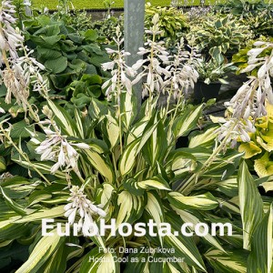 Hosta Cool as a Cucumber