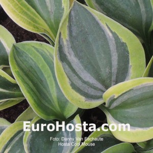 hosta Cool Mouse