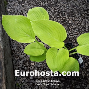 Hosta Copa Cabana