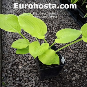 Hosta Copa Cabana