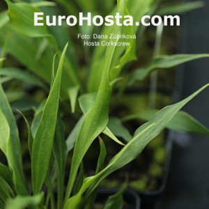 Hosta Corkscrew - Eurohosta