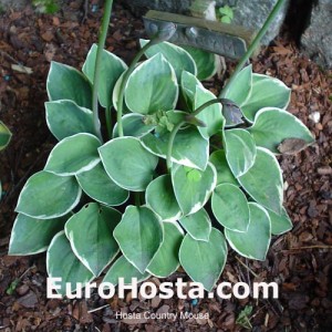 Hosta Country Mouse