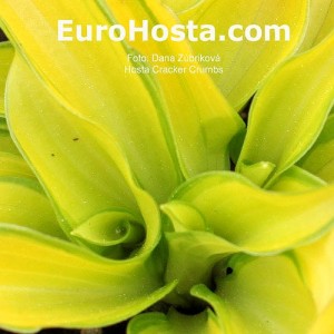 Hosta Cracker Crumbs - Eurohosta