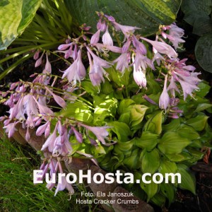 Hosta Cracker Crumbs - Eurohosta