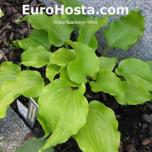 Hosta Cranberry Wein