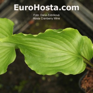 Hosta Cranberry Wein