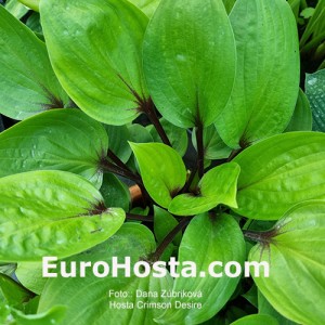 Hosta Crimson Desire