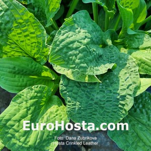 hosta Crinkled Leather