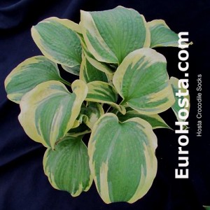 Hosta Crocodile Socks - Eurohosta