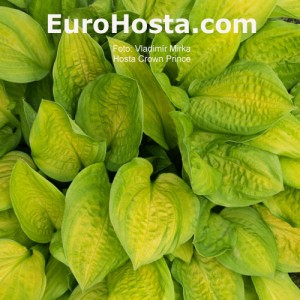 Hosta Crown Prince