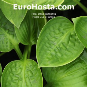 Hosta Cup of Grace - Eurohosta