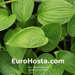 Hosta Cup of Grace - Eurohosta