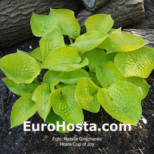 Hosta Cup of Joy