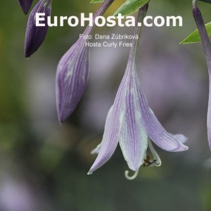 Hosta Curly Fries - Eurohosta