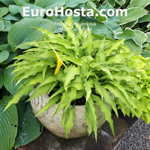 Hosta Curly Fries 