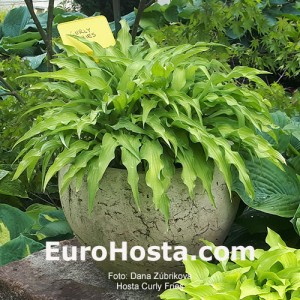 Hosta Curly Fries 