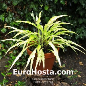 Hosta Curly Fries - Eurohosta