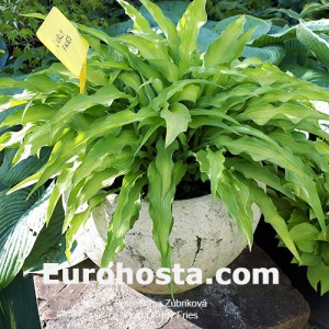 Hosta Curly Fries 