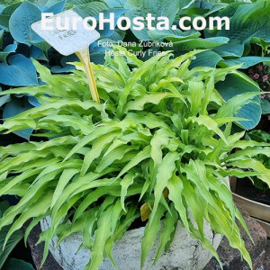 Hosta Curly Fries