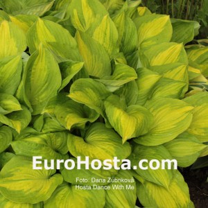 Hosta Dance With Me - Eurohosta