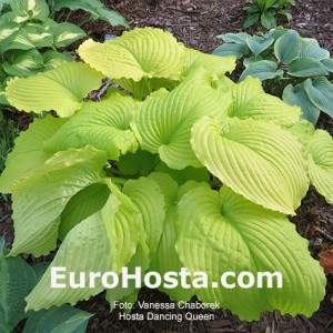 Hosta Dancing Queen - Eurohosta