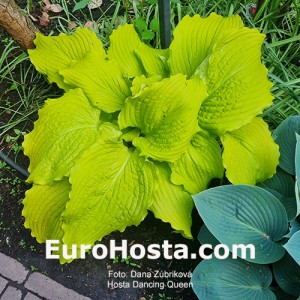 Hosta Dancing Queen