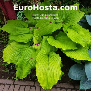 Hosta Dancing Queen